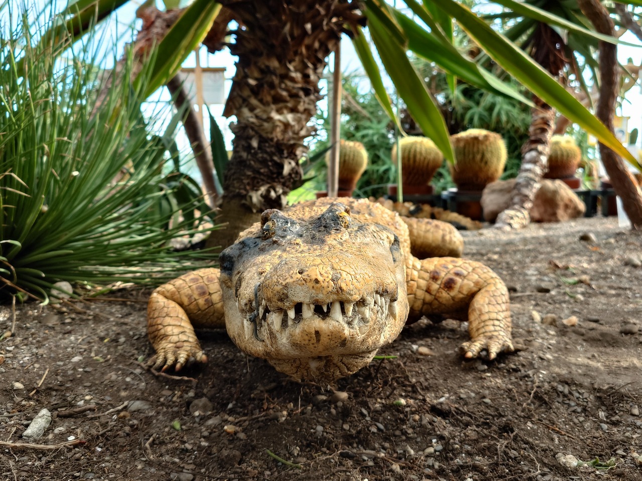 シャムワニの剥製_函館熱帯植物園にて_2310