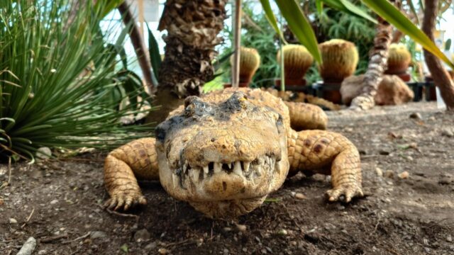 シャムワニの剥製_函館熱帯植物園にて_2310_サムネイル