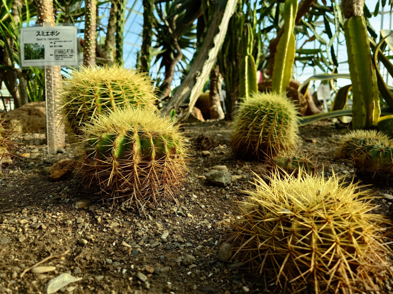 丸サボテン_函館熱帯植物園にて_2310