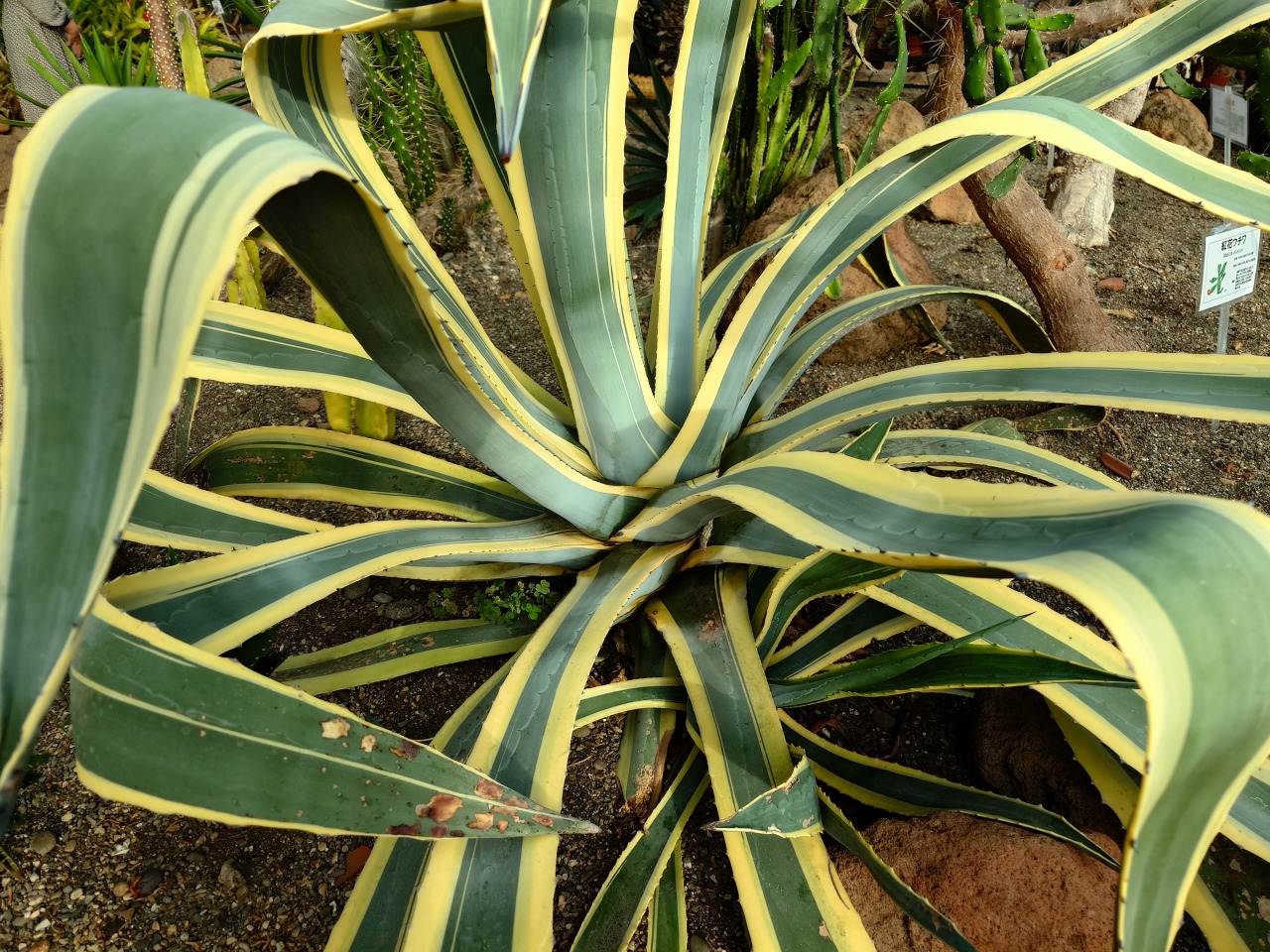 巨大な植物_函館熱帯植物園にて_2310