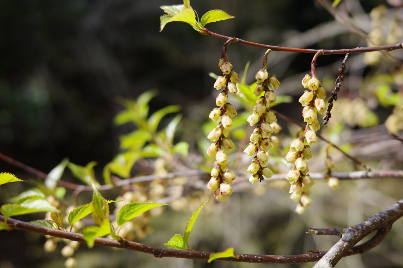 キブシの花_2404能勢妙見山