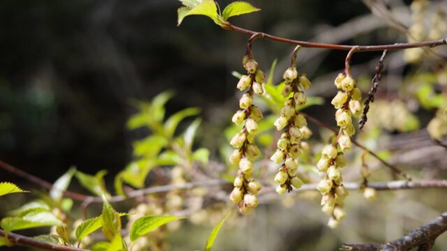 #9. キブシの花と絞り値の教訓｜能勢妙見山にて