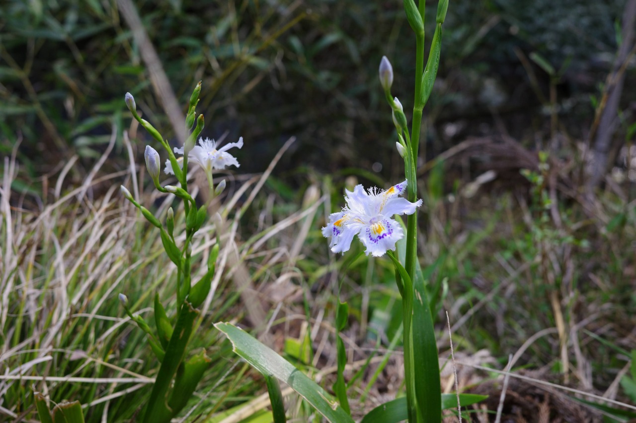 シャガ（射干）の花_2404能勢妙見山