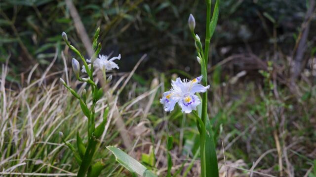 #10. シャガの花が物語る里山の歴史｜能勢妙見山にて【終】