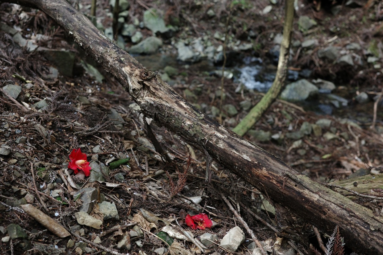 ヤブツバキの落花_2404能勢妙見山