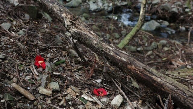 #8. 谷川のせせらぎ、ヤブツバキの落花｜能勢妙見山にて