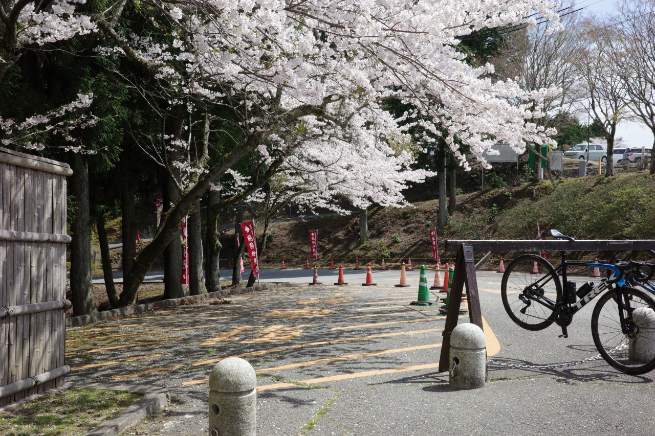 能勢妙見山の桜とロードバイク_2404