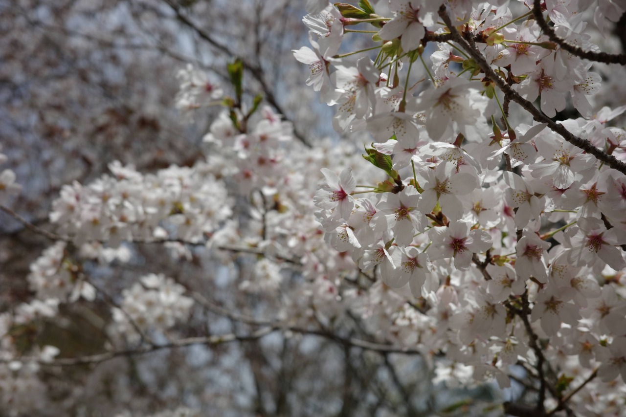 能勢妙見山・山頂の桜_2404