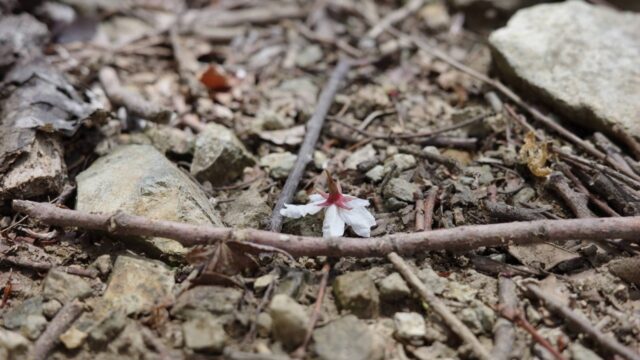 足元の桜花_2024能勢妙見山_サムネイル