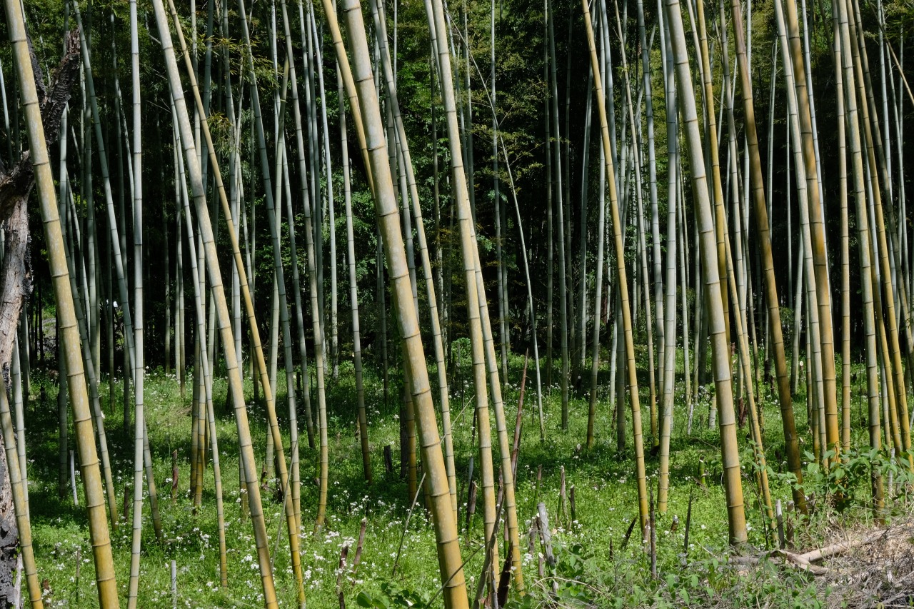 「自然の博物館」への道中の竹藪_2405