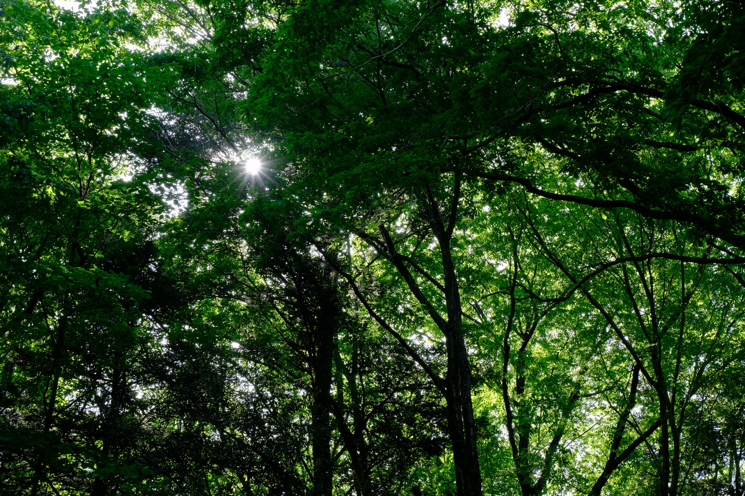 秩父・羊山公園の新緑_2405