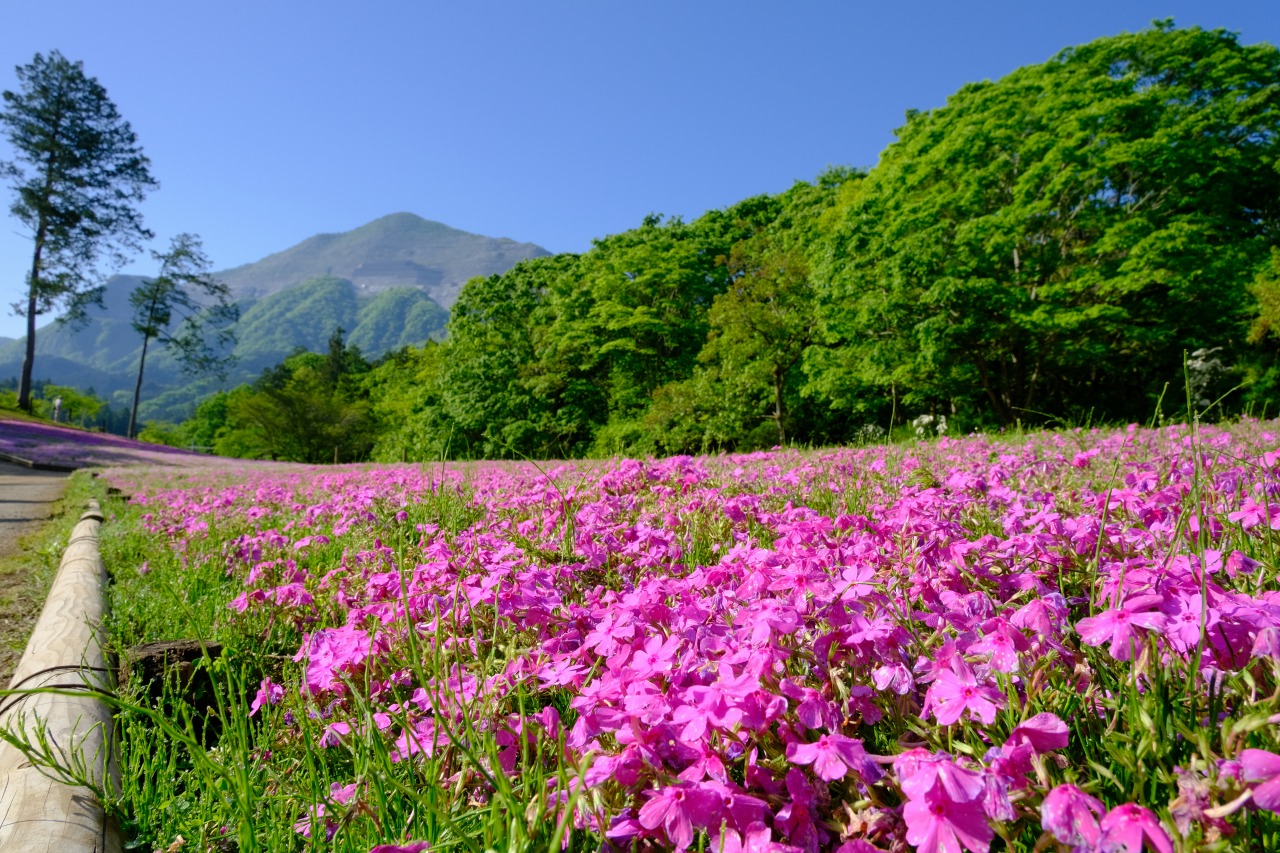 芝桜と武甲山_羊山公園にて_2405