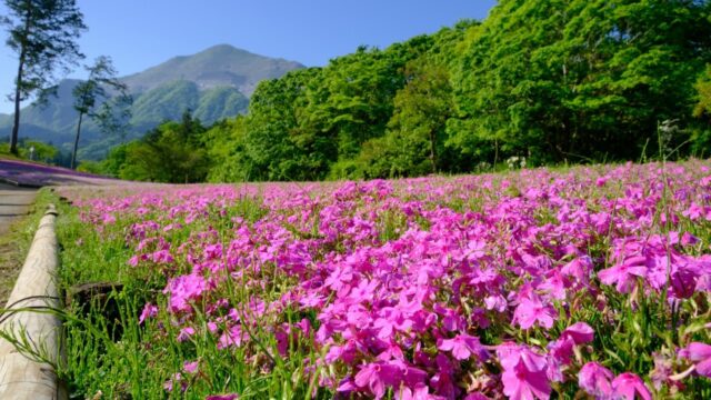 #6. 羊山公園の芝桜と武甲山のコントラスト｜秩父で見たかった光景