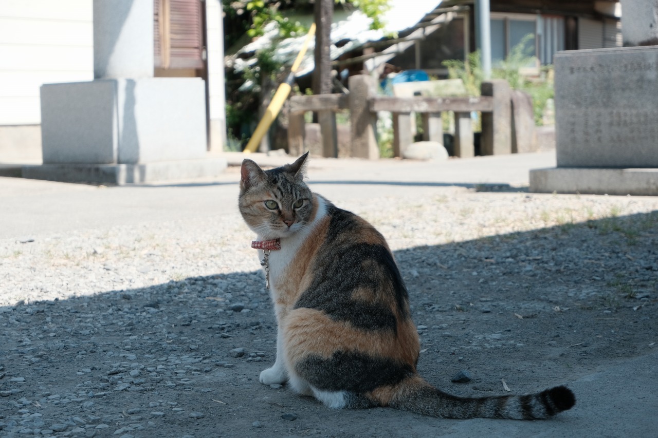 前玉神社の看板猫_2405埼玉