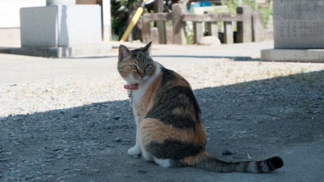 #12. あんちゃんと猫とゼリーフライ｜前玉神社にて