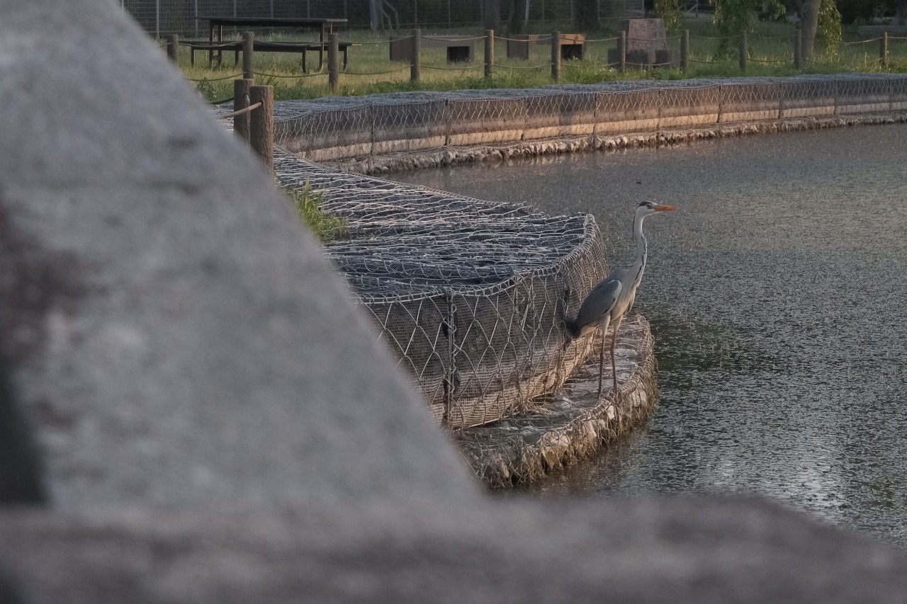 水城公園にて_水鳥_2405