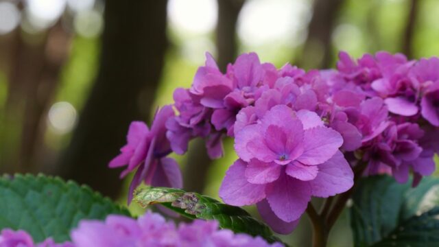 #4. 紫色の紫陽花と太古の物語｜海の中道海浜公園にて